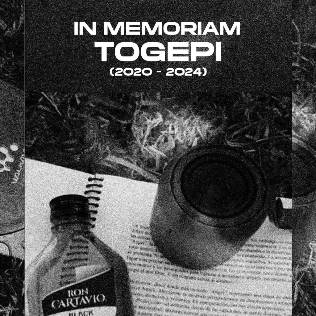 In memoriam Togepi